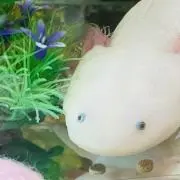 雪影