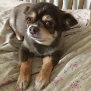 さむちゃんの画像