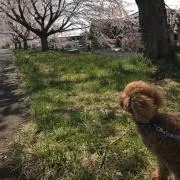 おかの画像