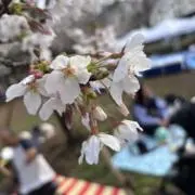 どめの画像