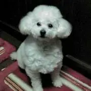 はなこの画像