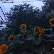 葵の画像