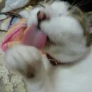 チビチ