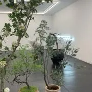 羊