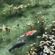 ラテ