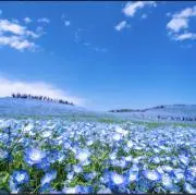 みぃの画像