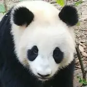 JNの画像
