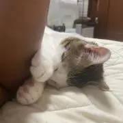 うーき