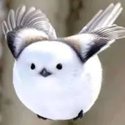 Chocolateの画像