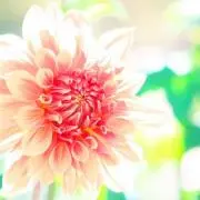 ⭐︎yer.be-flower⭐︎の画像