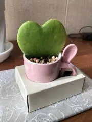 ゆかベア