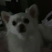 ブーデン