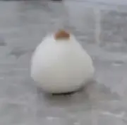 リキの画像