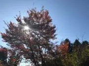 かぴの画像
