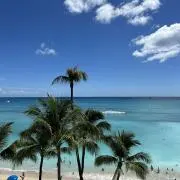 チコの画像