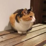 ヘレンの画像
