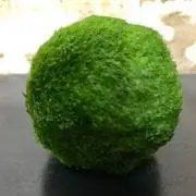 まりも　次回発送日7/13の画像