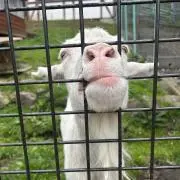 よすこの画像
