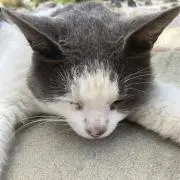 ドラゴン
