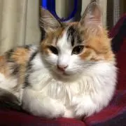 TULUGI-ツルギ-