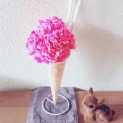 ベレーの画像