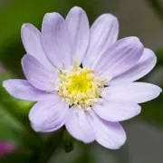 Raffaellaの画像