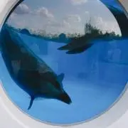 エビ天