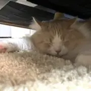 にゃんここの画像