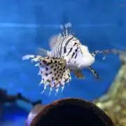 撒爾沙持碁楼の画像