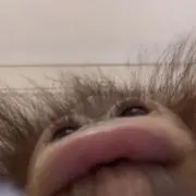 がんちゃん