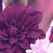 ぴまの画像