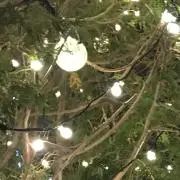 フラワー 即購入ok!の画像