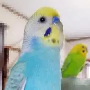 ぽんた