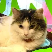 しょこらっちの画像