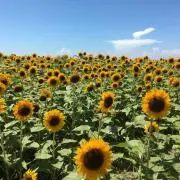 ふかせりの画像