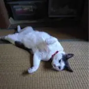 いずみーる