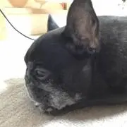 MILMIL