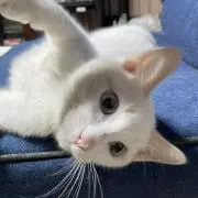 あおにゃん