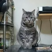 dgz