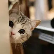 にゃんこ