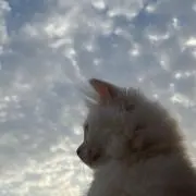 詩の画像