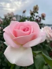 かりんの画像