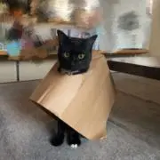 てぃすの画像