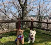 ぱた子の画像