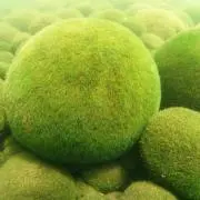 まりもの画像