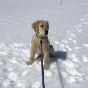 ああの画像