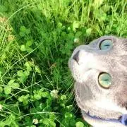 ねこ