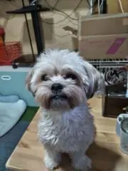 けん