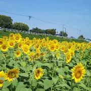 いちの画像