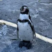 うぉた
